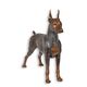 A BRONZE SCULPTURE OF A DOBERMAN