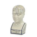A PORCELAIN PHRENOLOGY HEAD / COLOURED